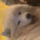 Maya Samoyed