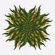 FRACTAL NATURE x Mayajalam