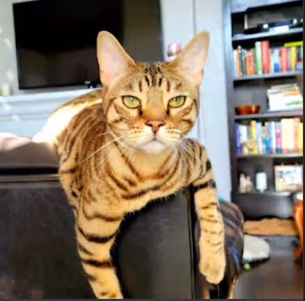 Bengal Meatball Collection