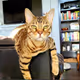 Bengal Meatball Collection