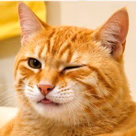 Meaw