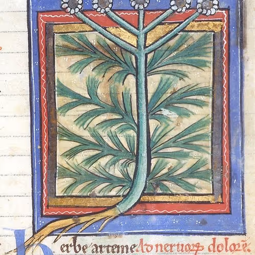 Medieval Marijuana