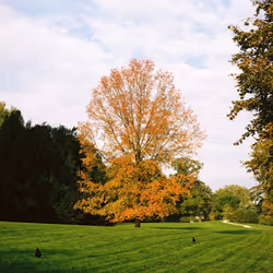Marcador de posición de elemento multimedia