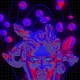 Medusa - 6cF2ethSK6