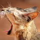 MEEAAOOWW - old V2
