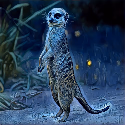 Meerkat Art