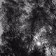 Meetings with Remarkable Trees - old
