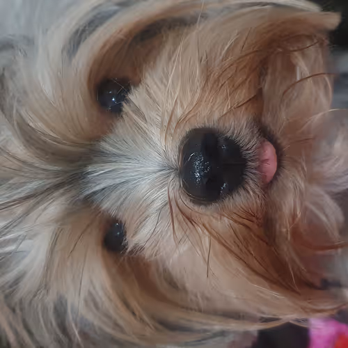 Mell's DogCollection N.1 - old