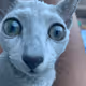 Mematicast