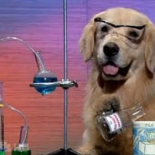 Meme Friends and Company