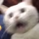 Memecats NFT - old