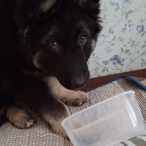 Meme dog Archie - old