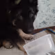 Meme dog Archie - old