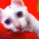 Memories of cats - old