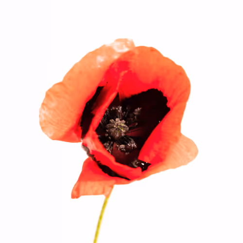 Memory in red poppies - old