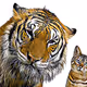 Meow Force 1 - old