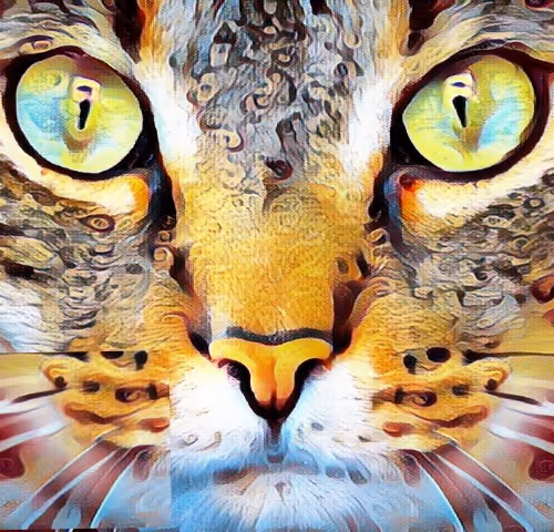 Meow meow Cats