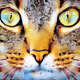 Meow meow Cats
