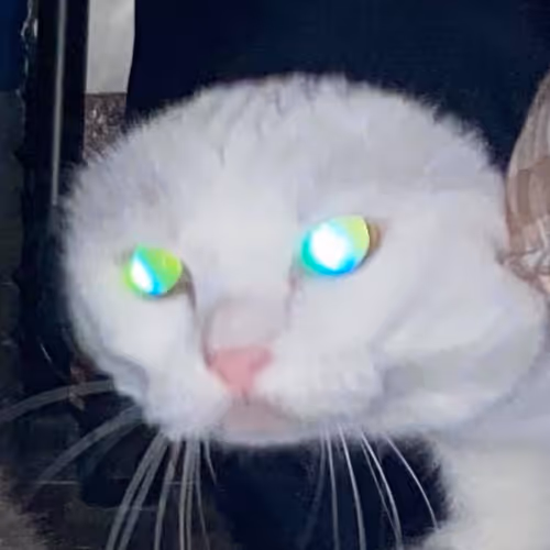 Meow Meow Meow Meow Meow