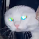 Meow Meow Meow Meow Meow