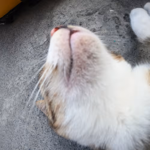 meow of meow meow