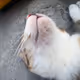 meow of meow meow