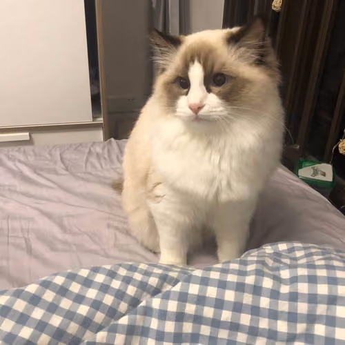 meow snow pickle