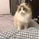 meow snow pickle