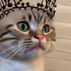 Meow Sundari