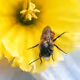 merveilleuses abeilles.