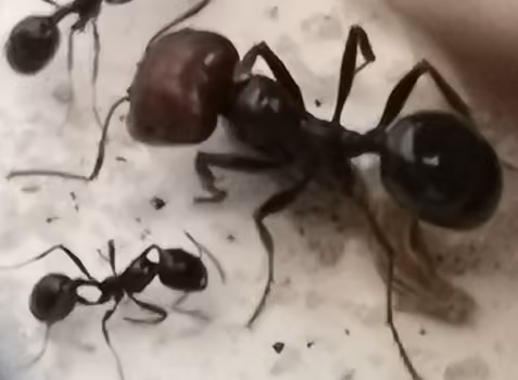 MESSOR BARBARUS