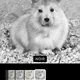 META ANIMAL BOOK - old V2