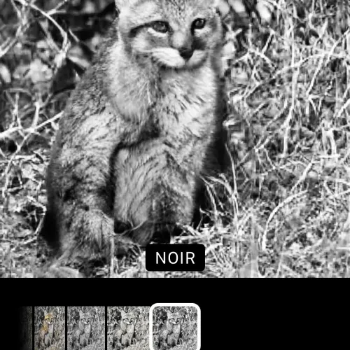 META ANIMAL BOOK - old V2
