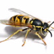 Meta-bee