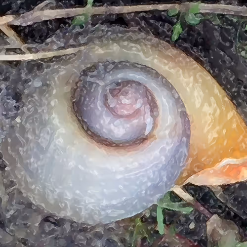 Meta/ Phor(e) /Play NFT