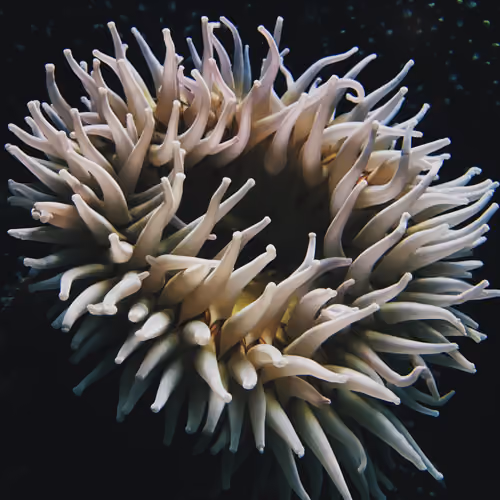 Metachrosis Collection