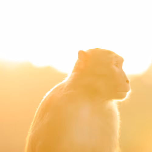 MH Nature Photography