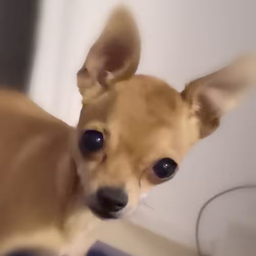 Mia - Queen of my heart - old