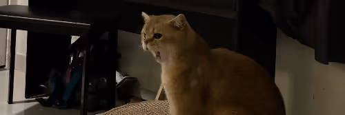 Miaw