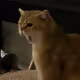 Miaw