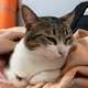 Michu