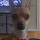 Microdobe
