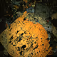 Microfossil - old