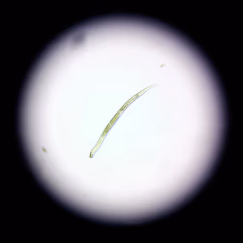 Micro Life