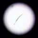 Micro Life