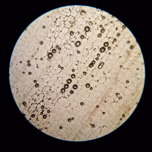 Microscopic Discoveries