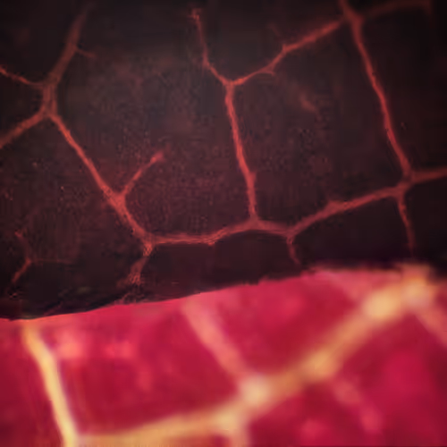 Microscopic red leaf