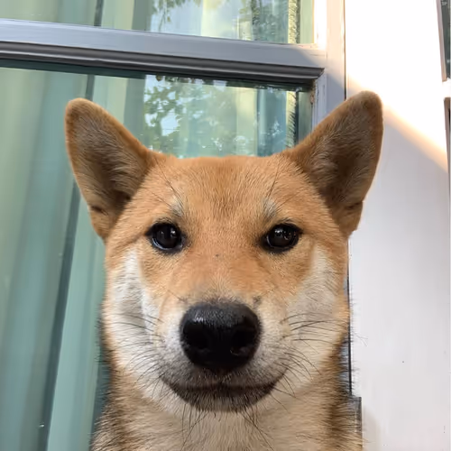 Mie The Shiba