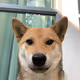 Mie The Shiba