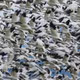 migration V2